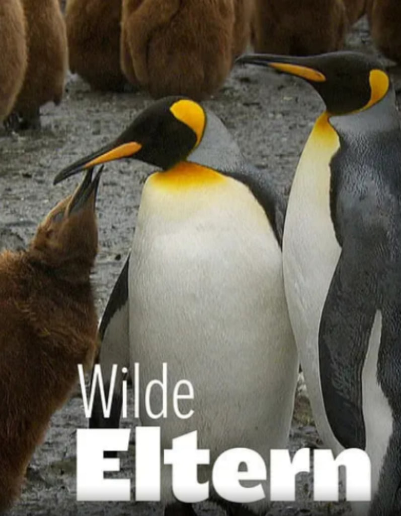 大自然中的父母之爱1