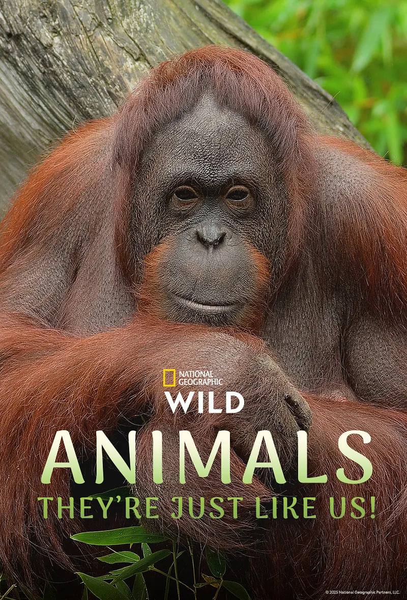 动物，它们和我们一样！1